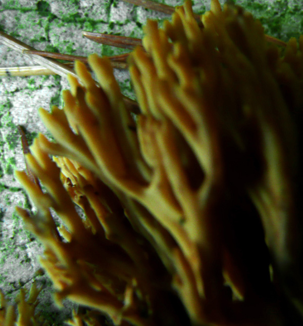 Ramaria sp.